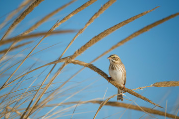 A Savannah Sparrow perched in dune grasses on the beach with a bright blue sky on a sunny day.