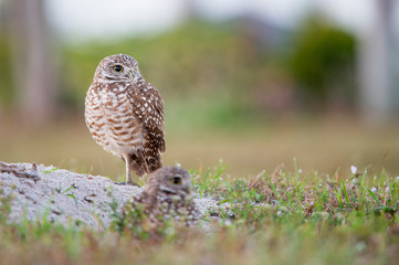 A pair of Florida Burrowing Owls standing in and around their burrow in soft light with a smooth green and brown background.
