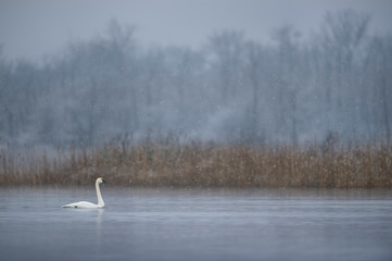 A Tundra Swan swims on the calm water in a light falling snow on a cold winter morning.