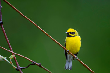 Obraz premium A bright yellow and rare Lawrence's Warbler perched on a branch with a smooth green background in soft overcast light.