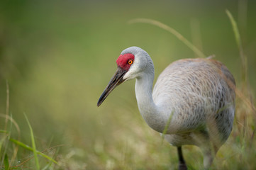 Fototapeta premium Close-up of a Sandhill Crane feeding in the tall grass in soft overcast light with a smooth green background.