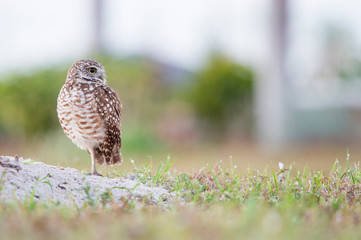 A Florida Burrowing Owl standing in the sand next to its burrow in early morning soft light.