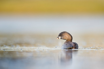 A Pied-billed Grebe floating on calm water in the soft early morning sunlight with a smooth out of focus background.