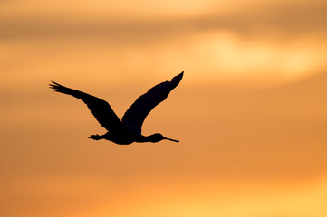 Fototapeta na wymiar A Roseate Spoonbill silhouette as it flies in front of an orange sunset sky .