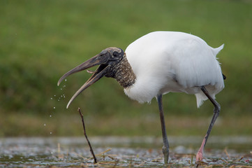 A Wood Stork wading in shallow water as it hunts for small fish in the soft overcast light with a smooth green background.