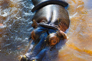 Adult hippo bathes in a pond