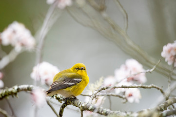 Bright yellow Pine Warbler perched in a flowering tree in spring in sotf overcast light.