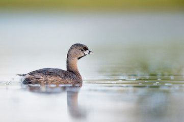 A Pied-billed Grebe floating on calm water in the soft early morning sunlight with a smooth out of focus background.