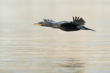 A Double-crested Cormorant flies low over the light water in soft light with its wings out.