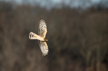 A Northern Harrier flies over an open field with a tree background in the winter on a bright sunny day.
