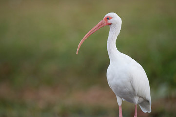 Portrait of a White Ibis in soft light with a smooth green background.