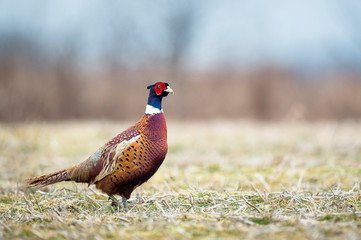 A Ring-necked Pheasant walks in an open field in soft overcast light on a winter day.