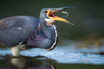 A Tricolored Heron stalks the shallow water in the early morning sun with a dark background and dramatic lighting.