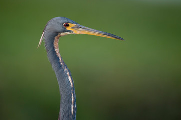 A close-up Tricolored Heron portrait with a smooth green background of out of focus grass.