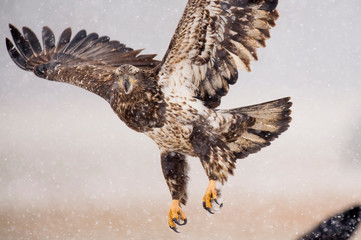 A Juvenile Bald Eagle flying in the snow along the ground  in an open field on a cold winter day.