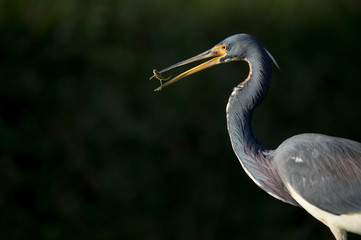 A Tricolored Heron stalks the shallow water in the early morning sun with a dark background and dramatic lighting.