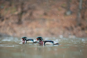 A pair of colorful male Wood Ducks swim in the falling snow on a cold winter day.