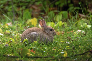 Kaninchen Hase
