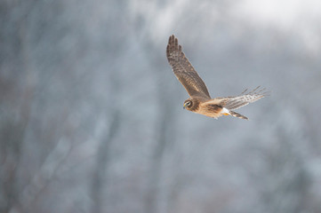 A Northern Harrier flies over an open field in soft light with its wings spread out.