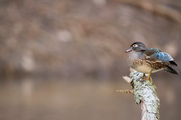 A hen Wood Duck perched on a log over water in soft overcast light with a smooth brown background.