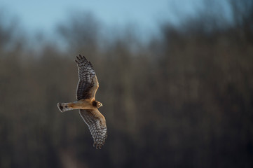 A Northern Harrier flies over an open field with a tree background in the winter on a bright sunny day.