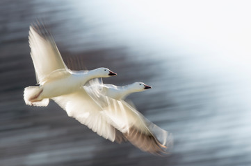 A pair of Snow Geese fly in front of a motion blurred dark tree background on a bright sunny day.