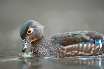 A close-up portrait of a female Wood Duck swimming in water with a smooth background in soft light.