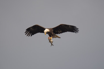 A Bald Eagle flies in the blue sky with its wings spread while looking at a fish in its talons.
