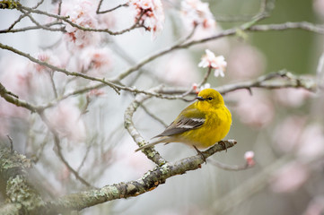 Fototapeta premium Bright yellow Pine Warbler perched in a flowering tree in spring in sotf overcast light.