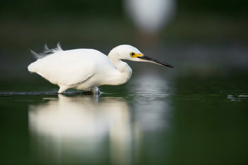 A Snowy Egret stalks the shallow water in search of food with a dark smooth background.