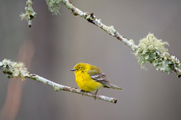 A bright yellow Pine Warbler perched on a branch with green lichens growing on it with a smooth background.