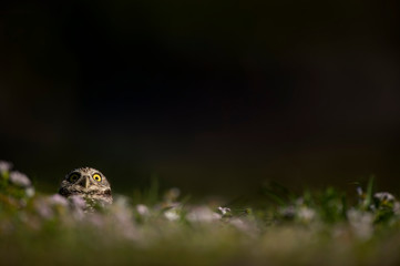 A Florida Burrowing Owl peeks out of the burrow in the grass with a dark background and a funny staring expression