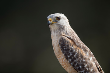 A close portrait of a Red-shouldered Hawk with a dark background in featuring its piercing eyes.