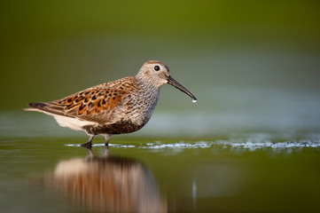 Dunlin wading in shallow water with its reflection and a smooth background in soft morning sunlight.