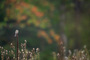 An Eastern Phoebe perched on dead Mullein in a very light rain with an out of focus green adn orange tree background in a wide open field.