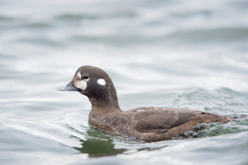 A female Harlequin Duck swims in the water in soft overcast light.