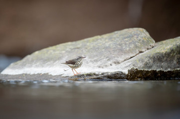 Louisiana Waterthrush perched on a large boulder in the water as it searches for small insects and invertabrates to eat in the soft overcast light.