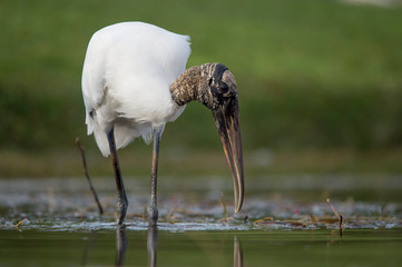 A Wood Stork wading in shallow water as it hunts for small fish in the soft overcast light with a...