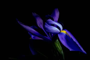Poster Im Rahmen blaue und gelbe Iris Frühlingsblume © jason