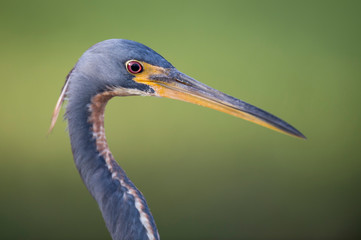 A close head shot of a Tricolored Heron showing off its yellow bill and bright red eye with a smooth green background.