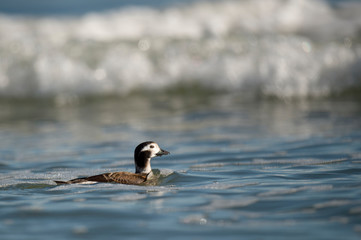 A Long-tailed duck swims in the ocean with bright blue water on a sunny day.
