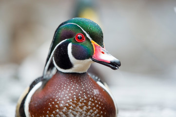 A close-up of a male Wood Duck with a light background and water drops on its head.