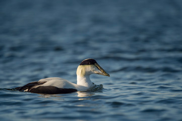 A male Common Eider swims in the calm bright blue water on a sunny day.