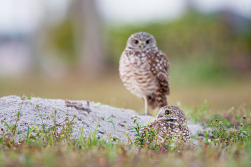 A pair of Florida Burrowing Owls standing in and around their burrow in soft light with a smooth green and brown background.