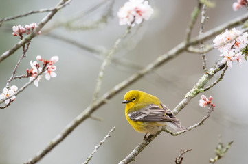 Bright yellow Pine Warbler perched in a flowering tree in spring in sotf overcast light.