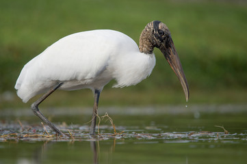 A Wood Stork wading in shallow water as it hunts for small fish in the soft overcast light with a smooth green background.