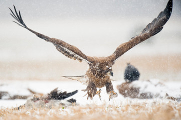 A Juvenile Bald Eagle flying in the snow in an open field with a carcass on the ground.