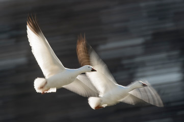A pair of Snow Geese fly in front of a motion blurred dark tree background on a bright sunny day.