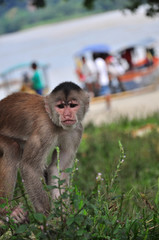 A monkey in the amazon jungle