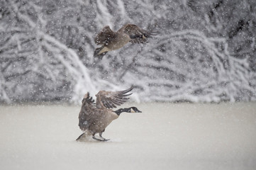 A pair of Canada Geese fly in to land  in icy water on a snowy winter day with snow covered trees in the background.